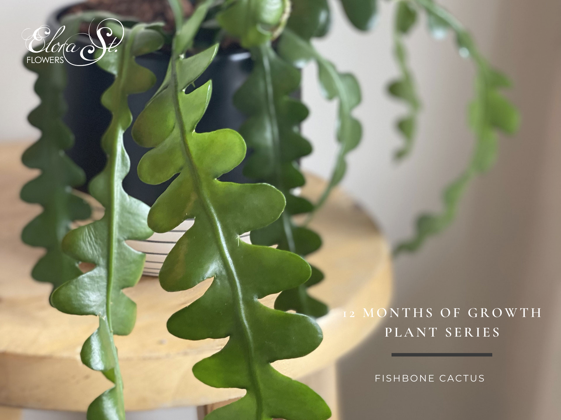 12 Months of Growth: Fish Bone Cactus – Elora St. Flowers