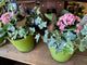 Asst Spring Planter