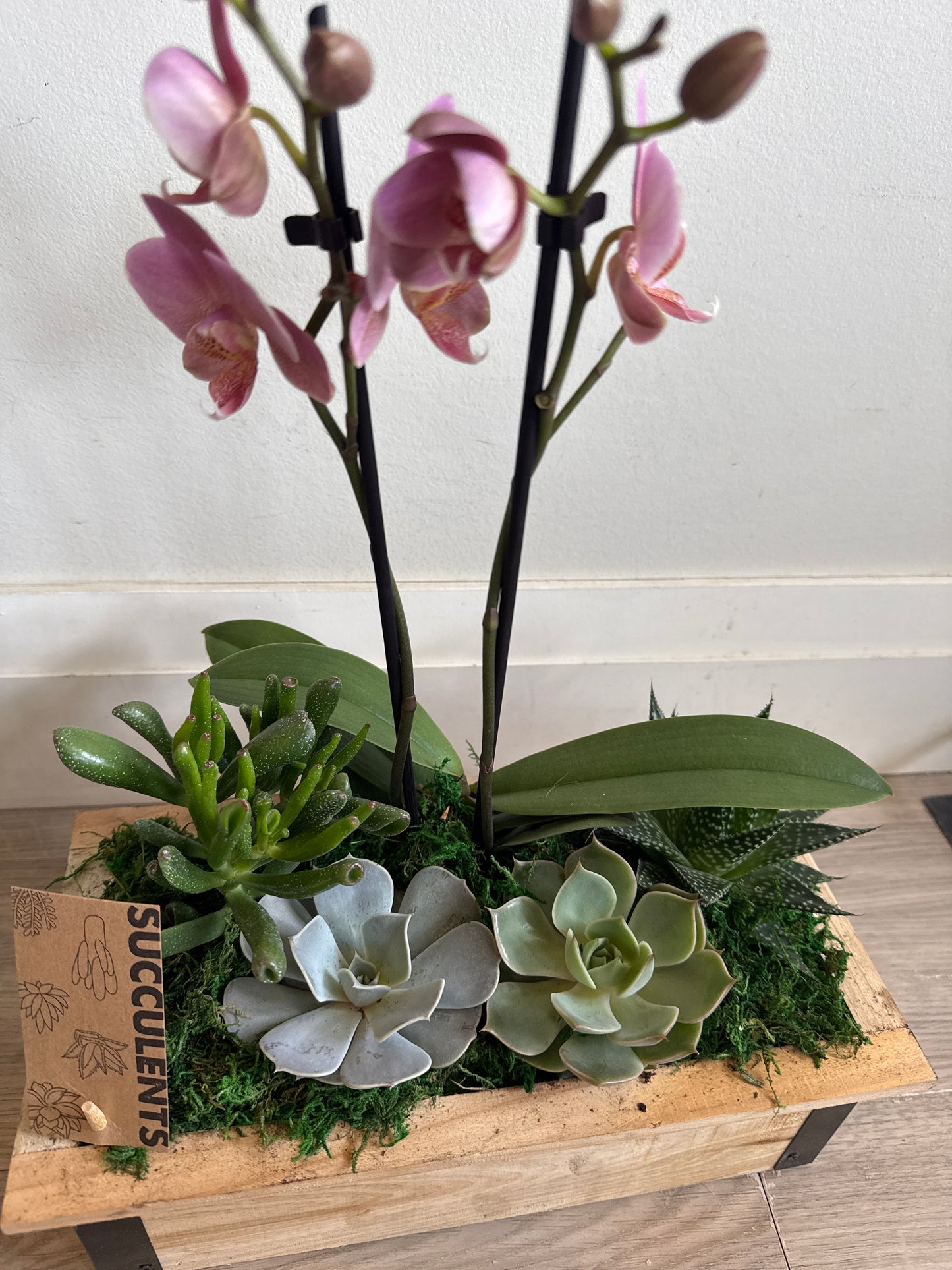 Woodbox succulent With Orchid