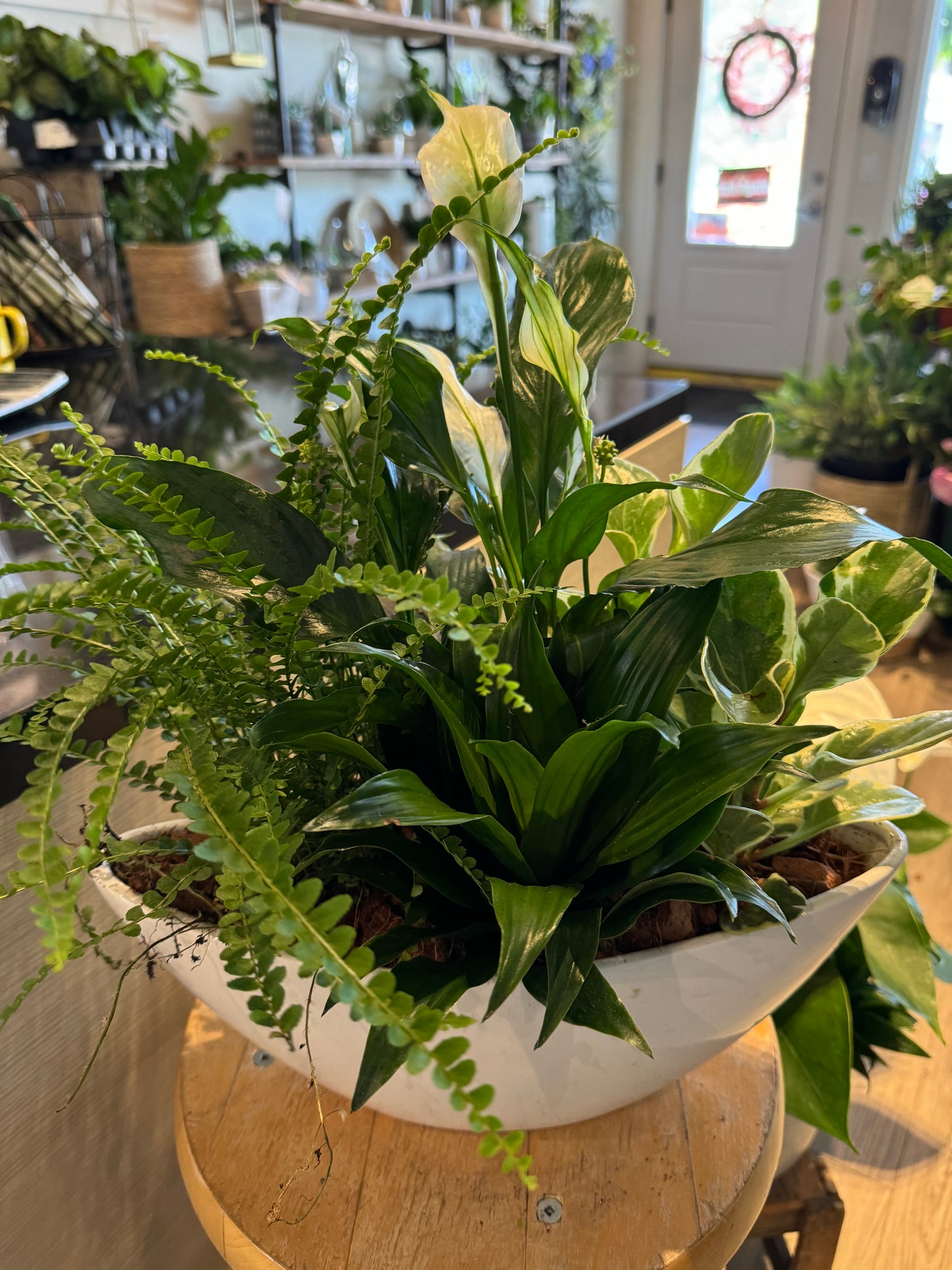 Oval peace lily Planter