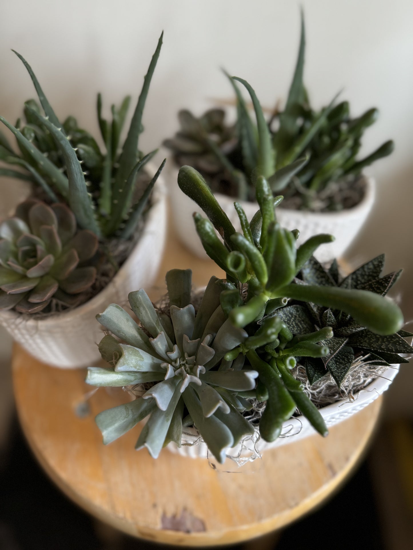 Ceramic Pot with Assorted Succulents