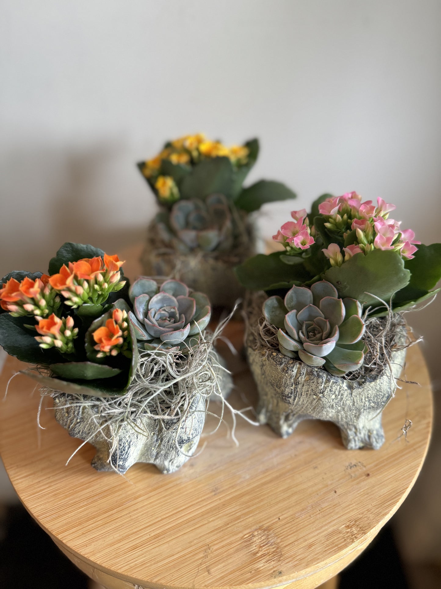 Small Mixed Succulent Garden