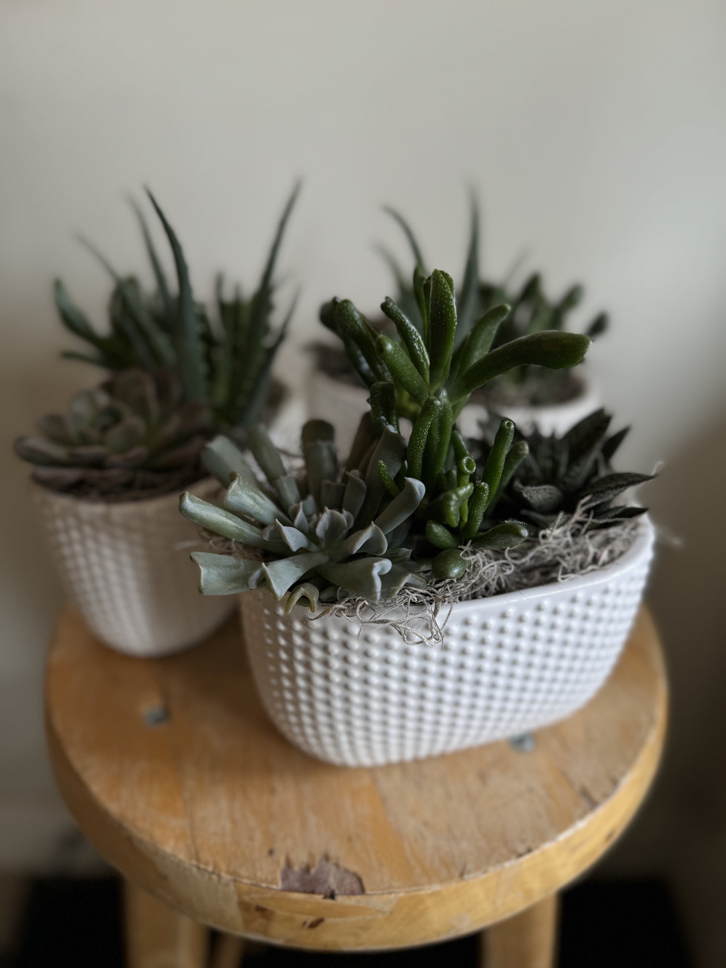 Ceramic Pot with Assorted Succulents