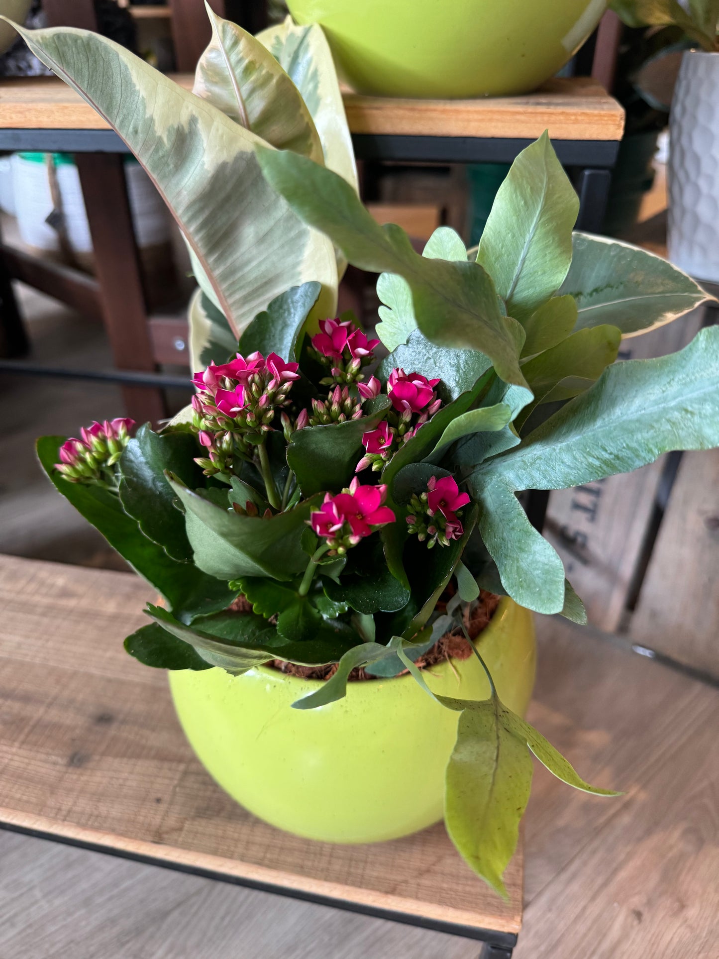 Small Anthurium Mixed Planter
