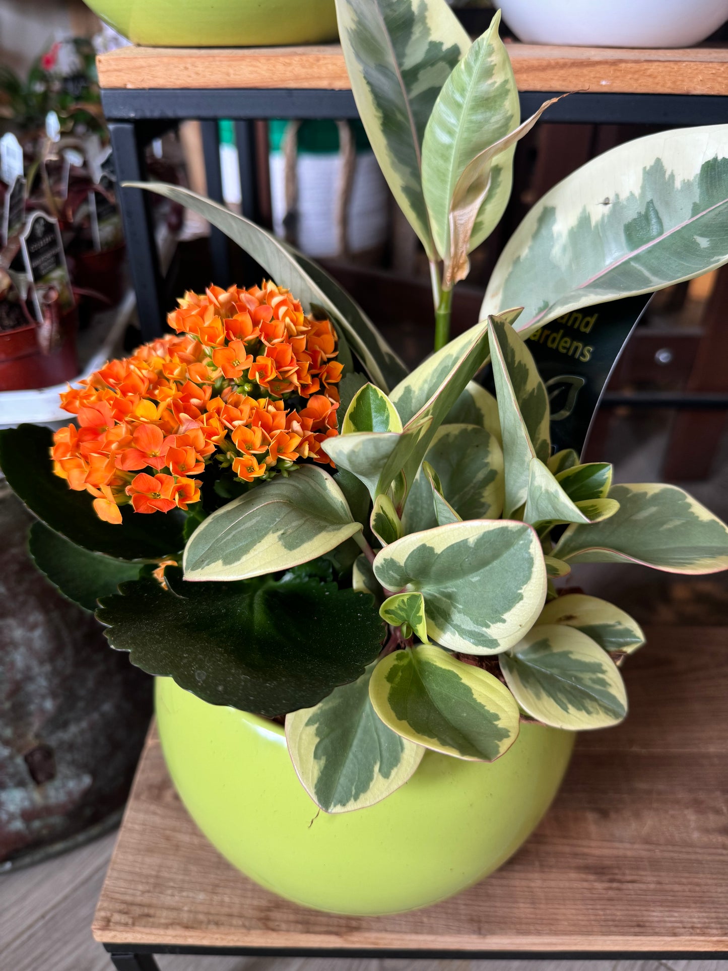 Small Anthurium Mixed Planter