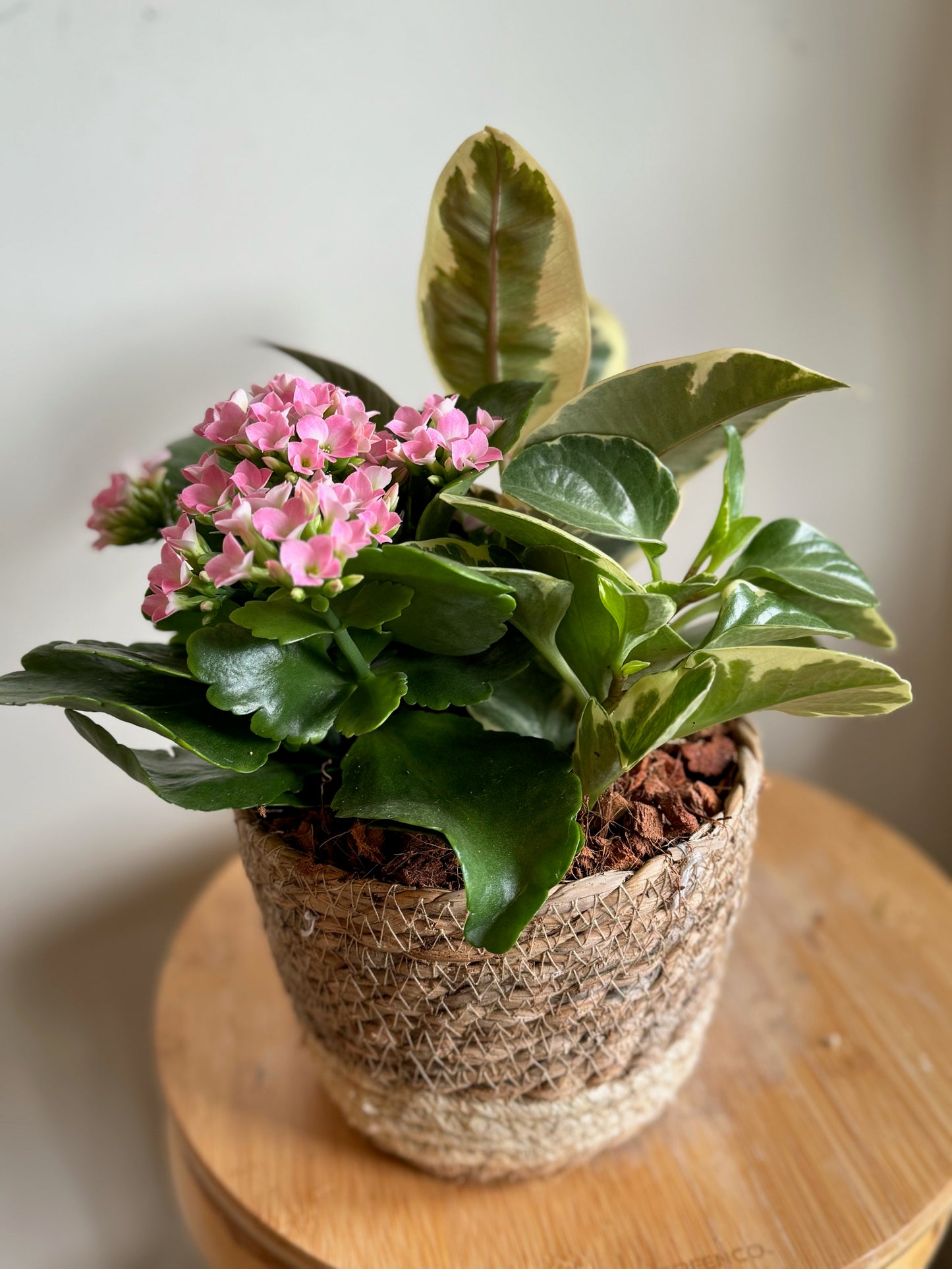 Small Wicker Basket Indoor Planter