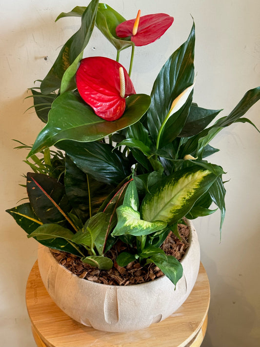 Large Mixed Planter in Decorative Bowl