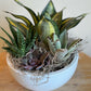 Mixed Succulent Planter in Ceramic Bowl