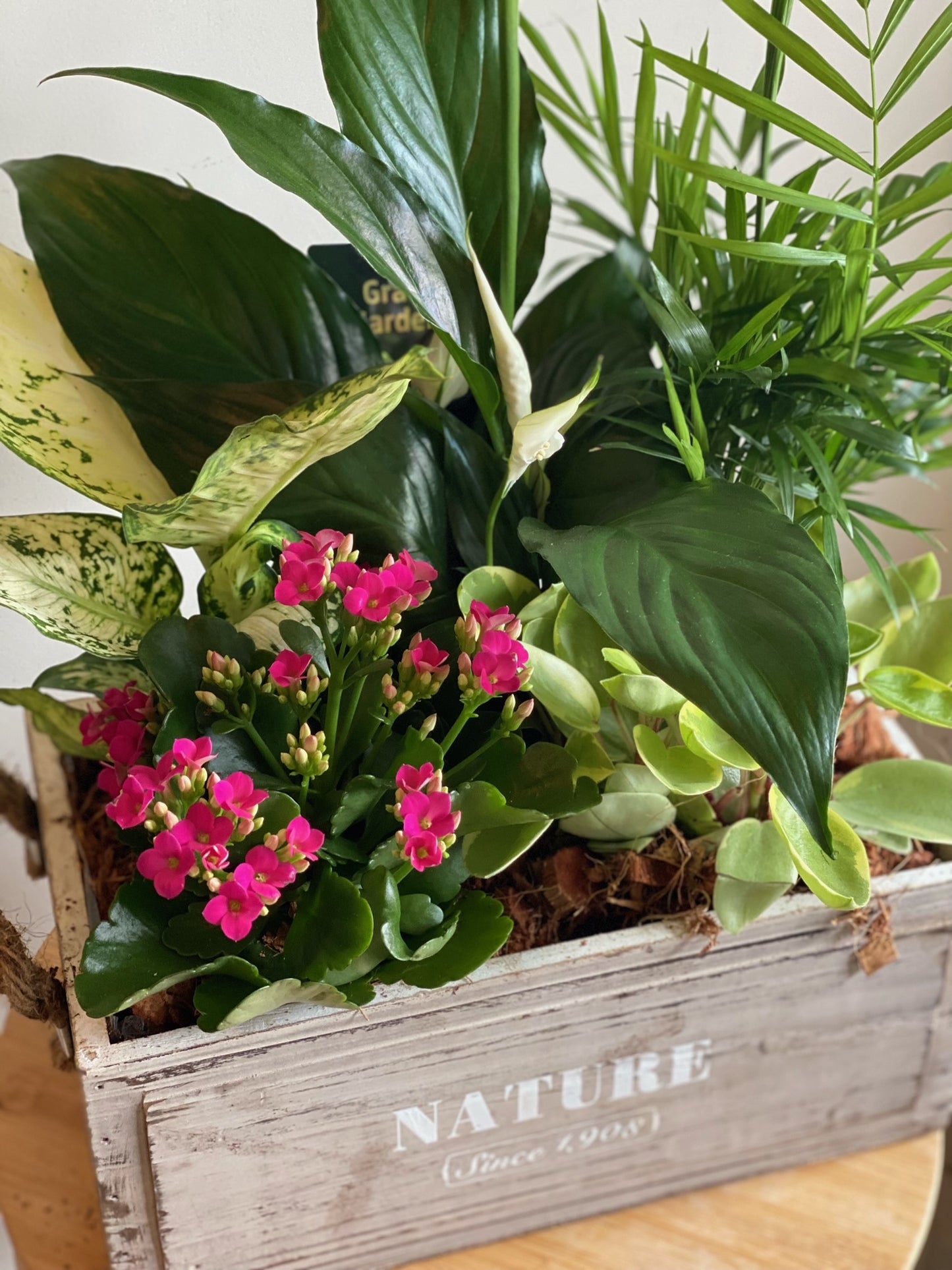 Distressed Wooden Crate with Tropical Plants