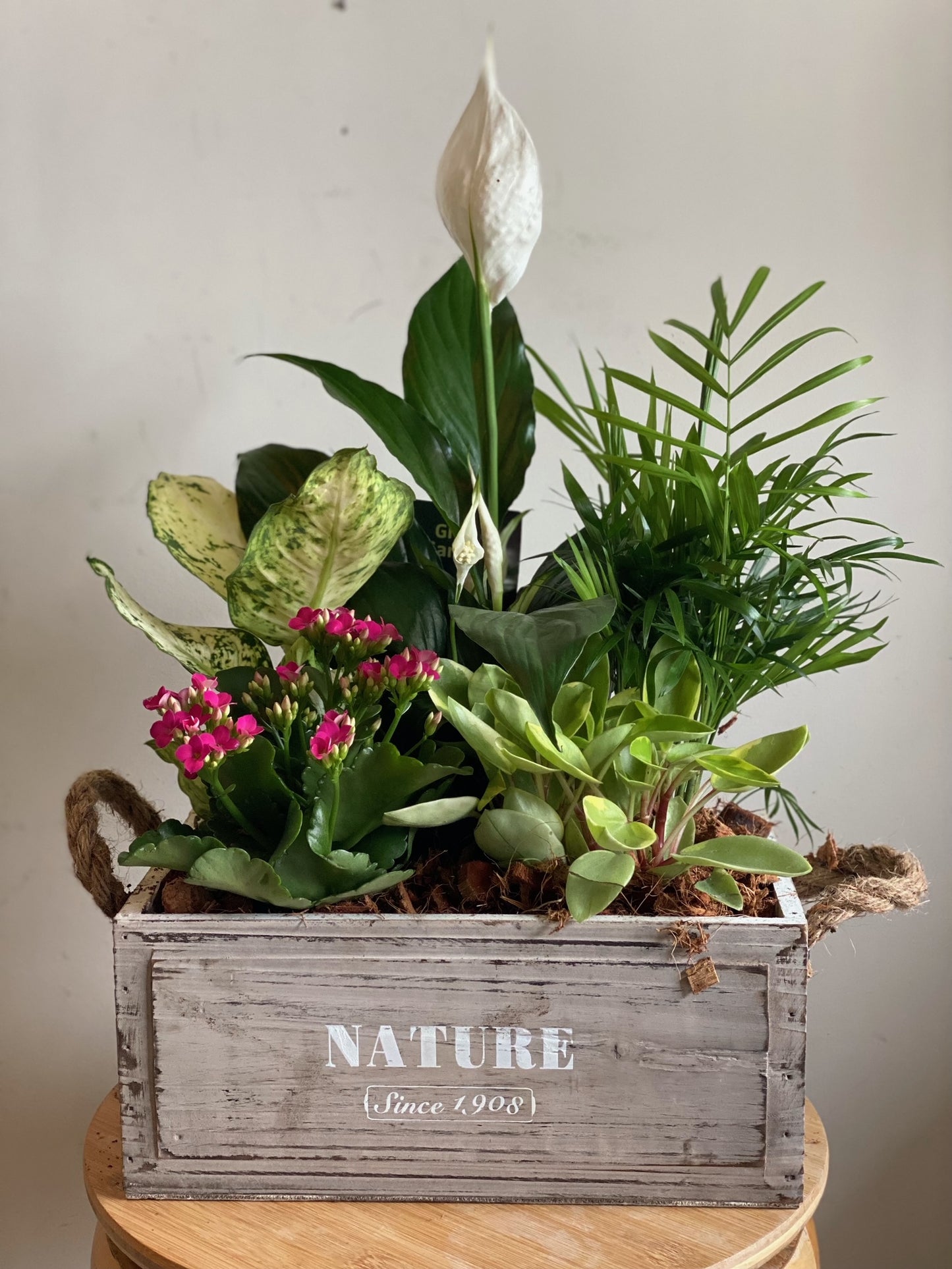 Distressed Wooden Crate with Tropical Plants