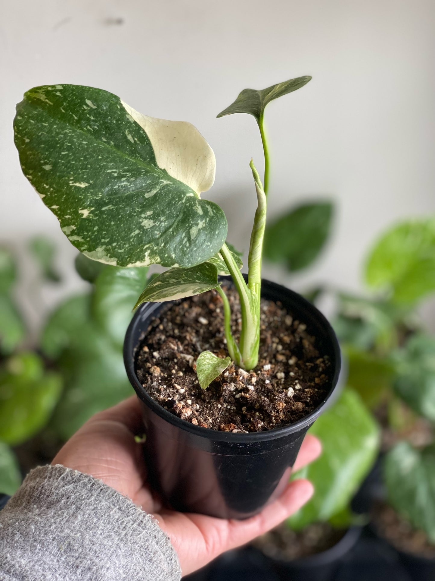 Rare Monstera - Thai Constellation