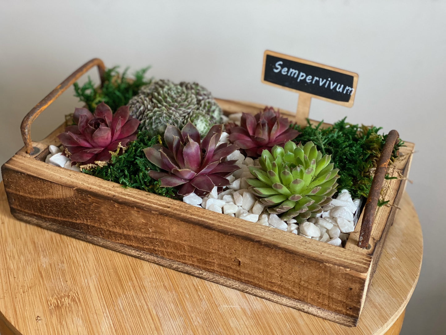 Succulent Garden in Natural Wooden Tray