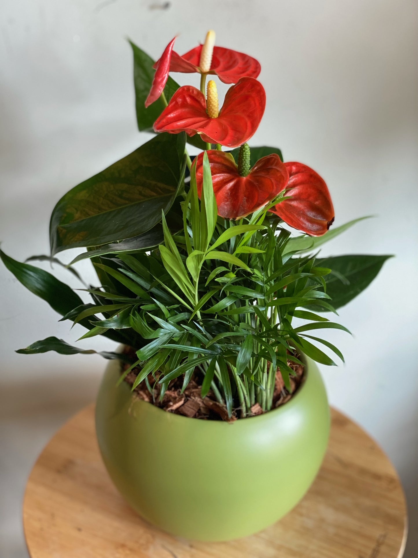 Small Anthurium Mixed Planter