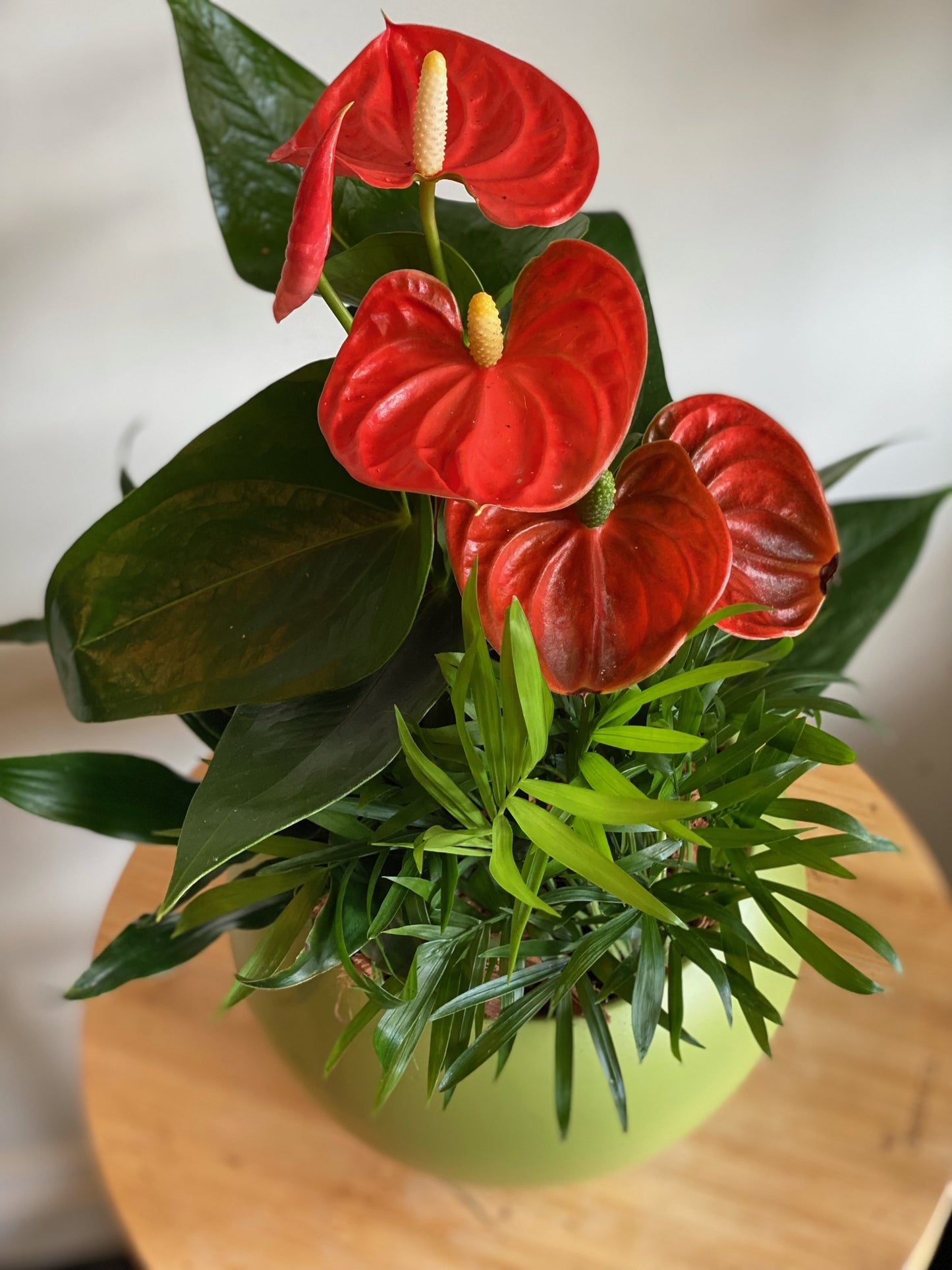 Small Anthurium Mixed Planter