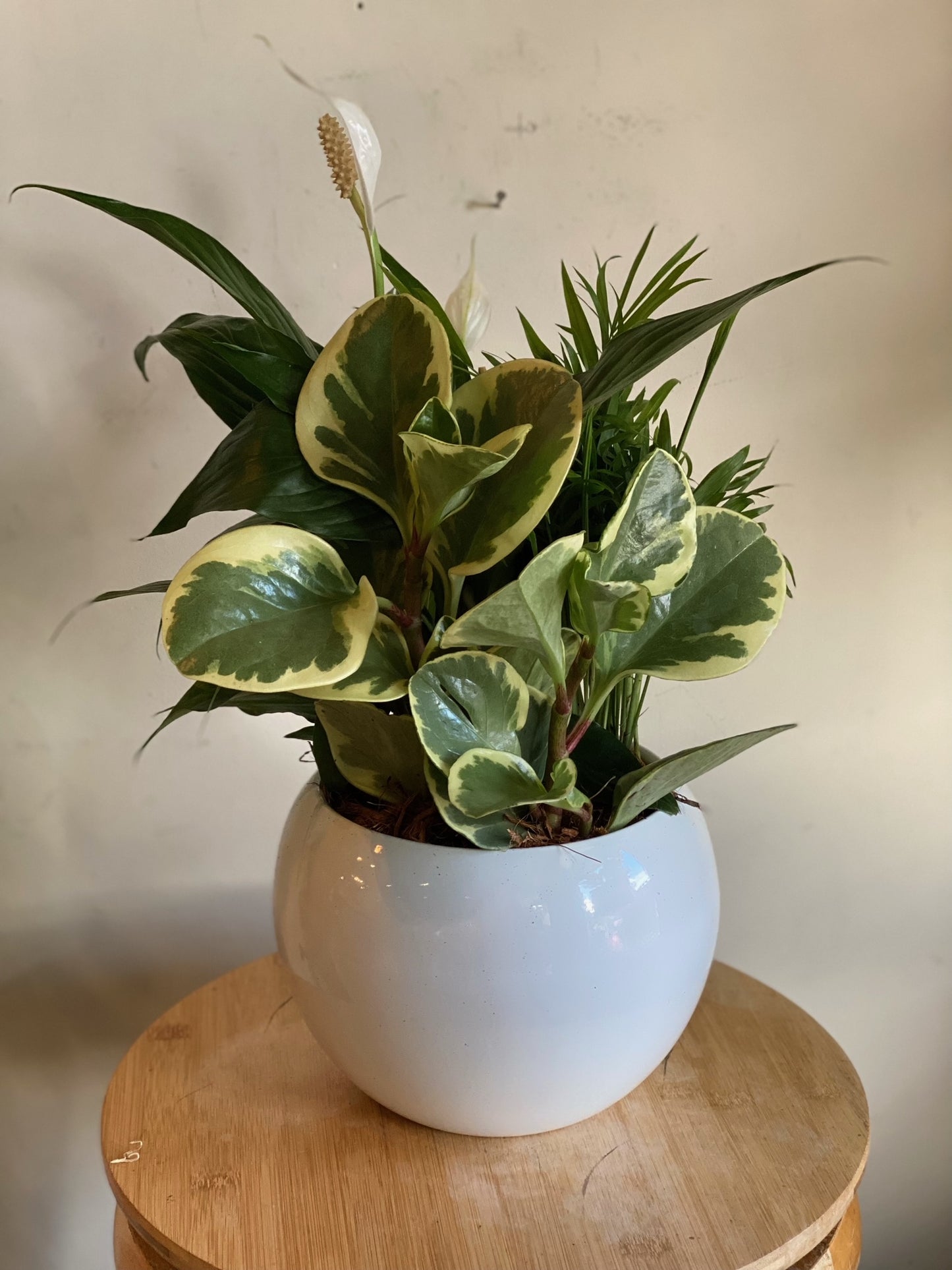 Small Anthurium Mixed Planter