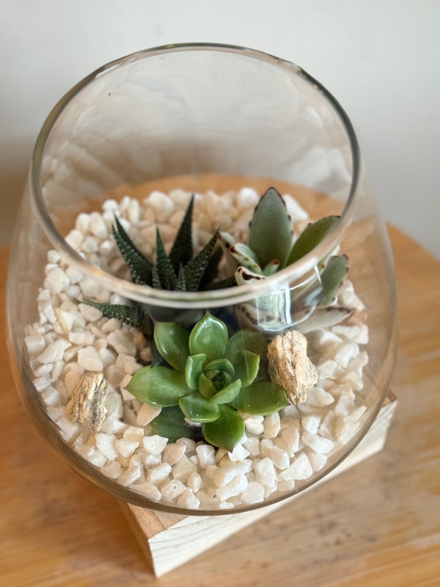 Wood Base Succulent Terrarium