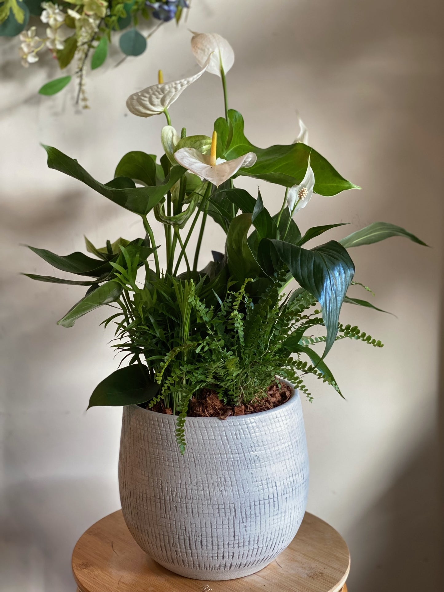 Large Sympathy Anthurium Planter