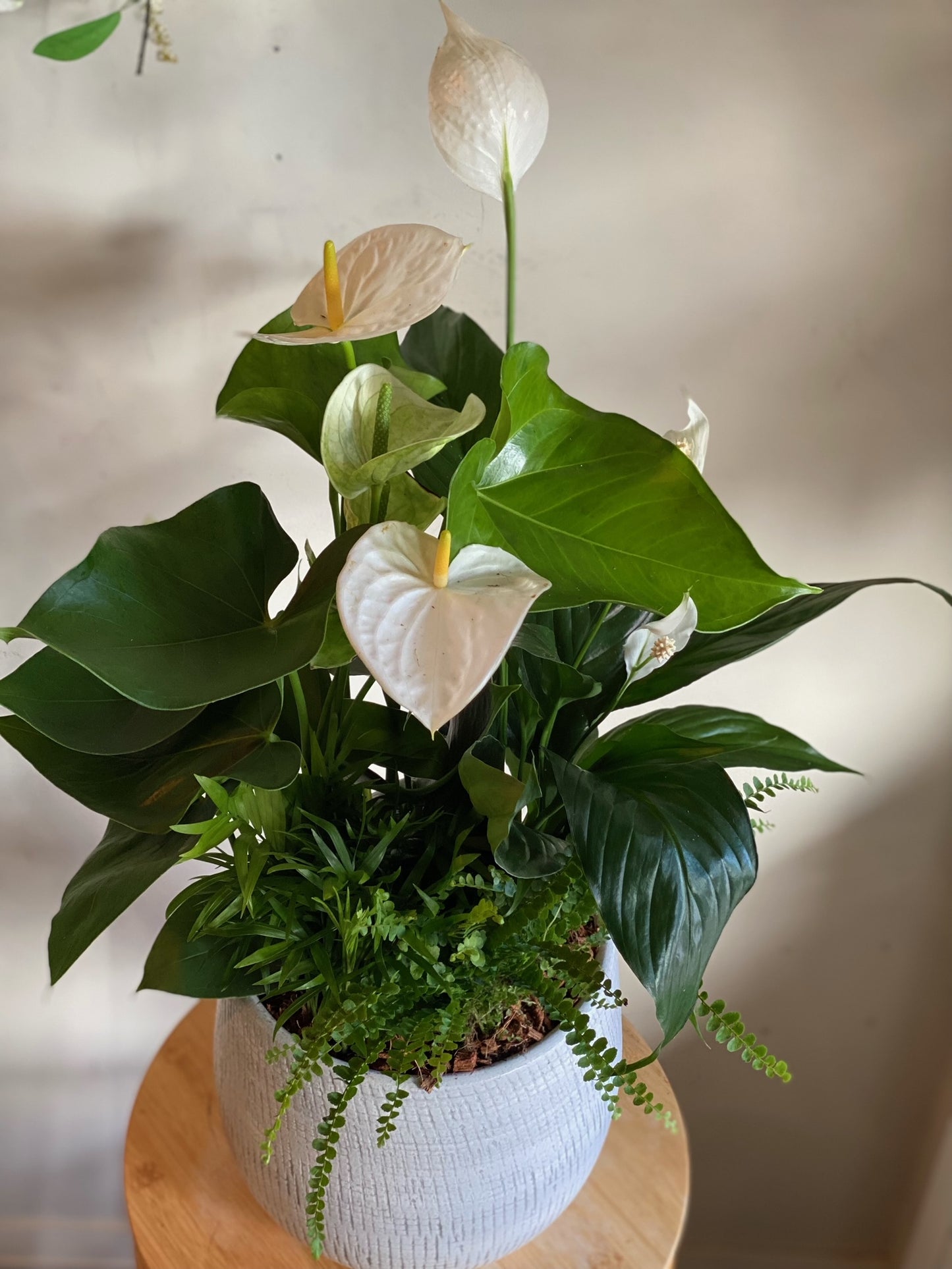 Large Sympathy Anthurium Planter