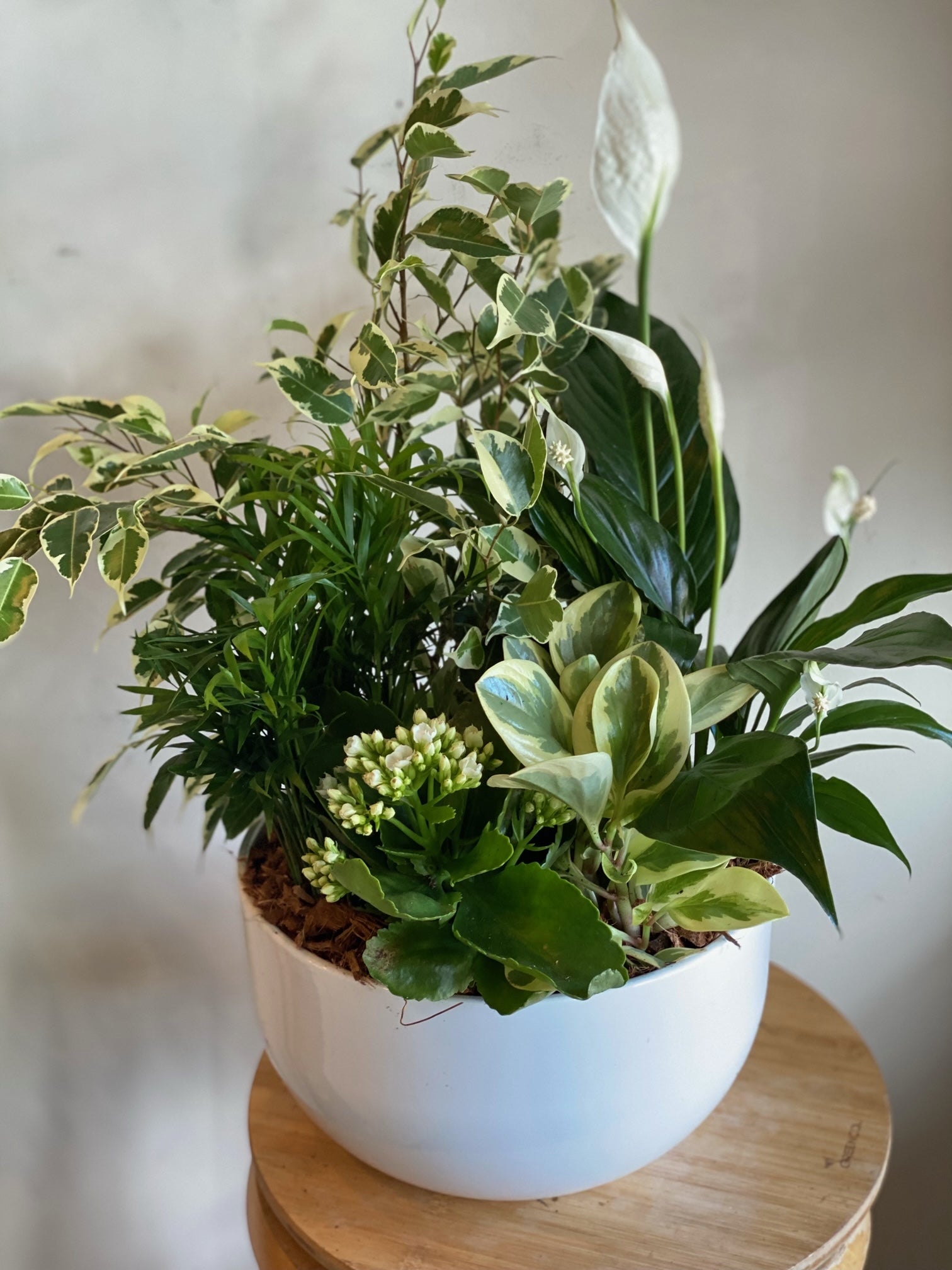 indoor sympathy plants Extra Large Mixed Sympathy Planter – Elora St. Flowers