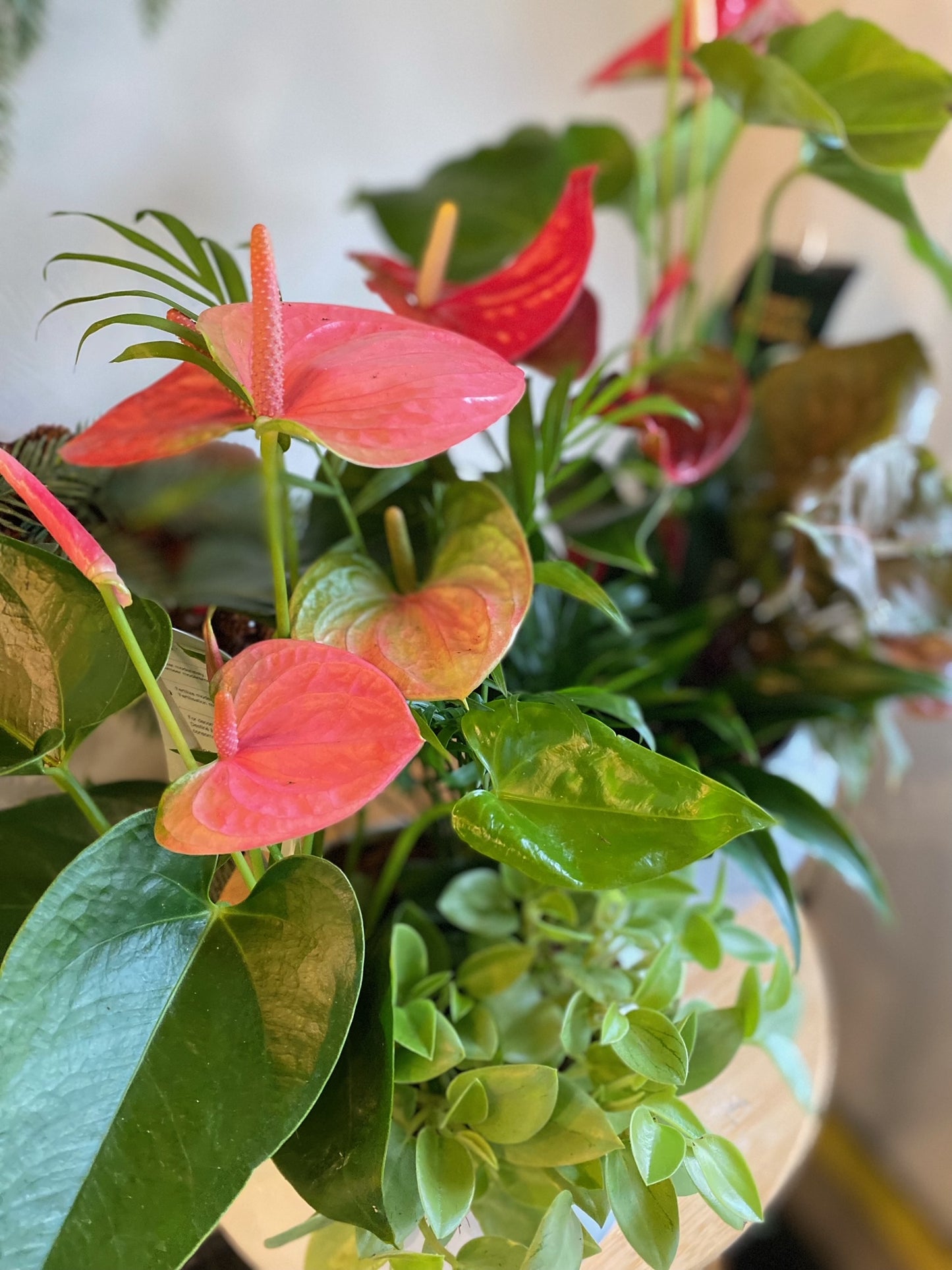 Medium Round Indoor Garden Planter