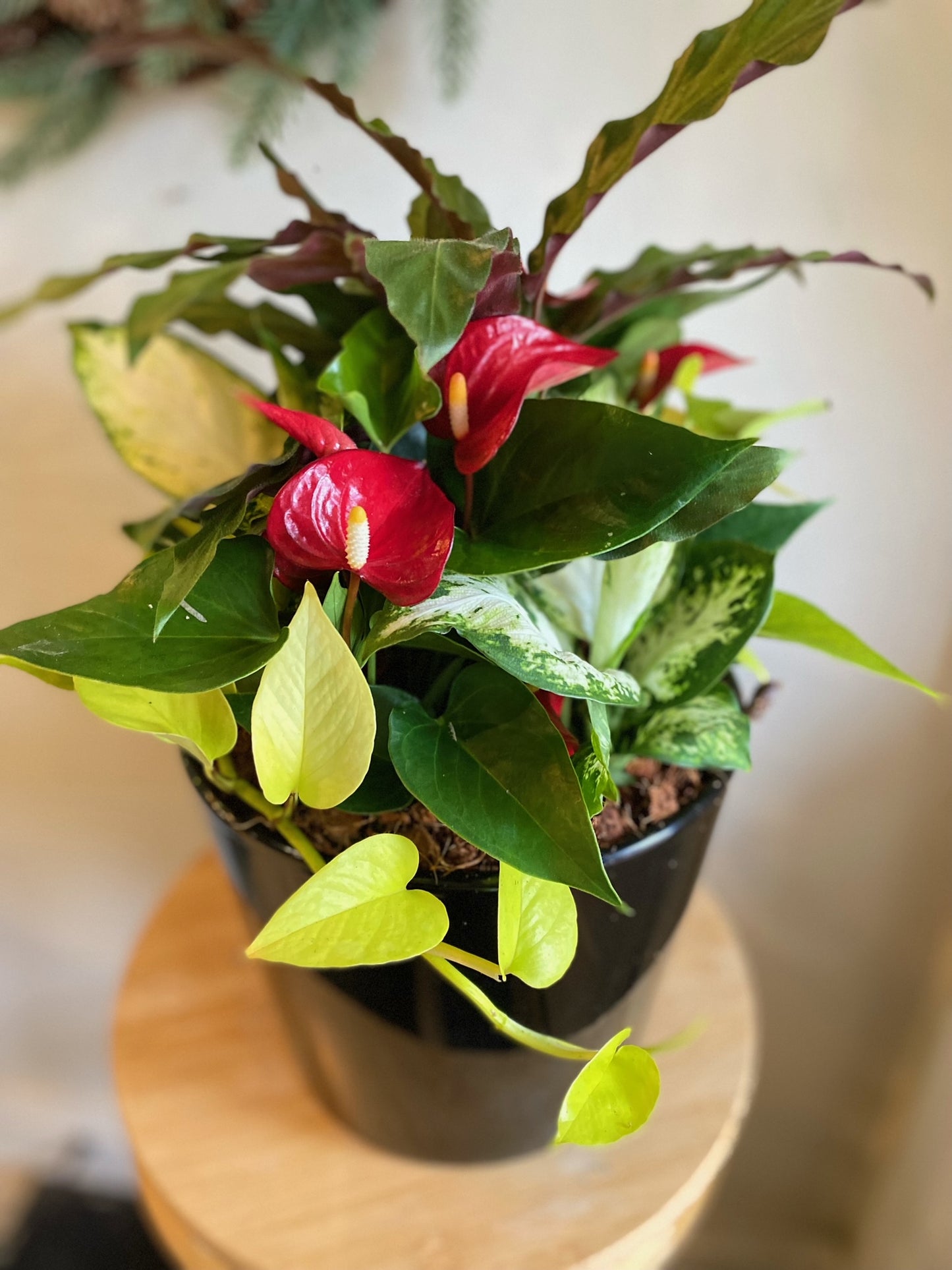 Large Modern Black Indoor Garden Planter