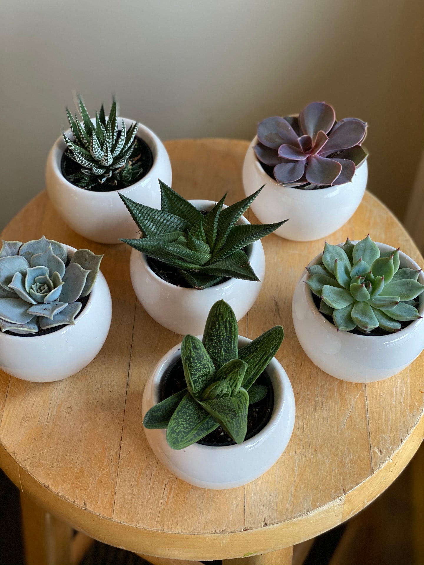 Mini Succulent in a White Pot