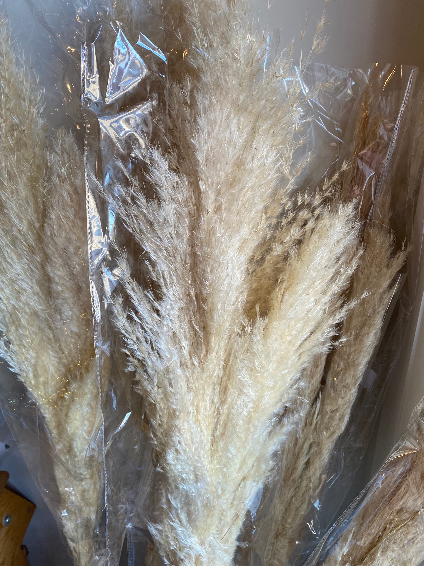 Champagne Pampas Grass