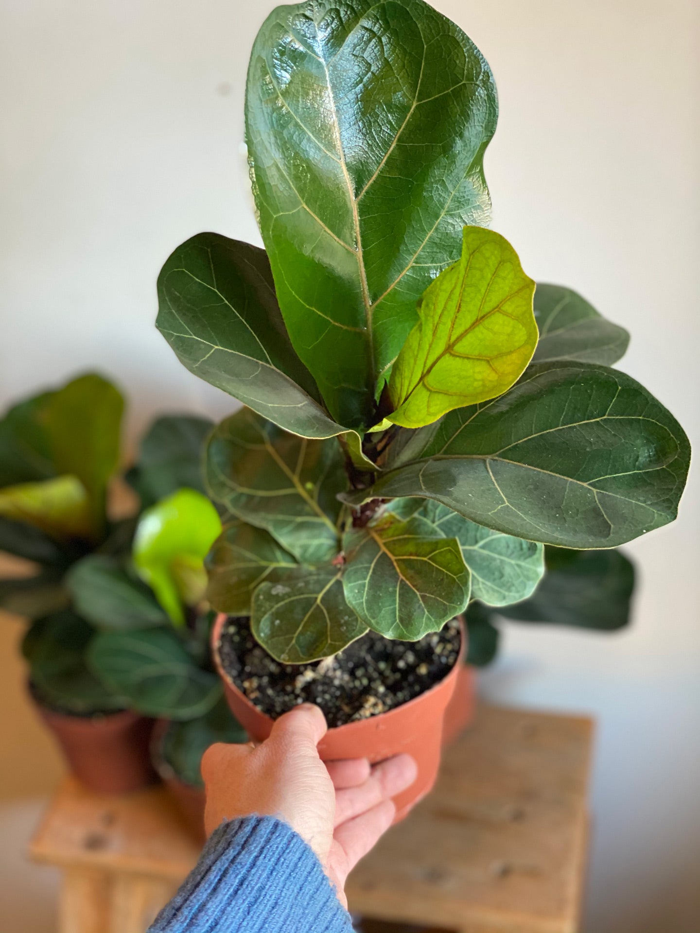 Dwarf Fiddle Leaf Fig