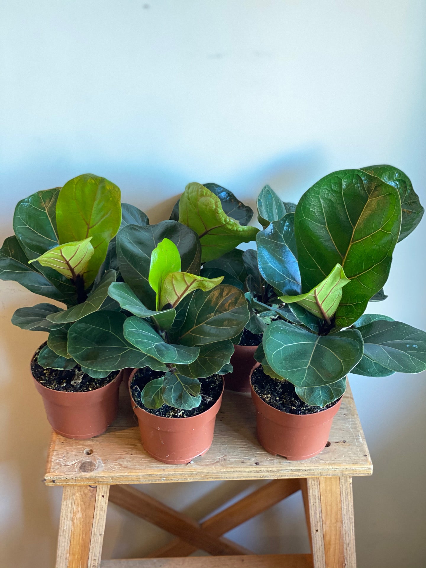 Dwarf Fiddle Leaf Fig