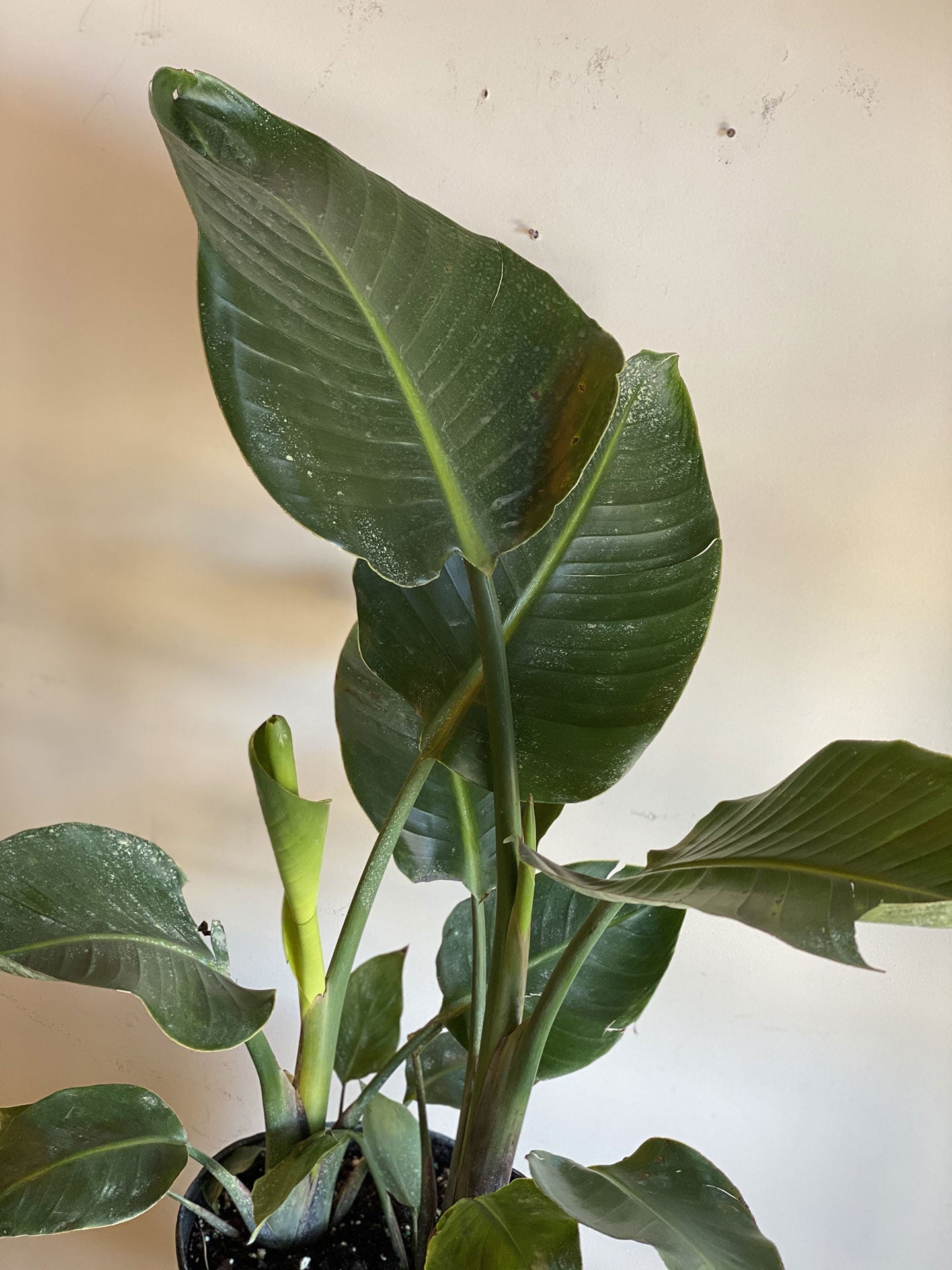 Bird of Paradise Plant