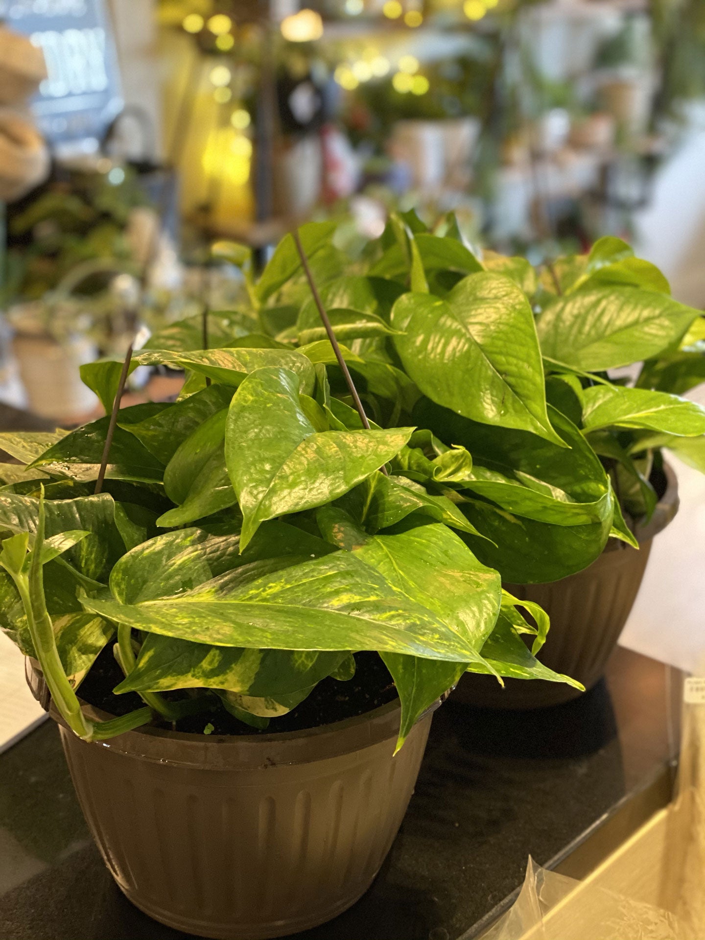 Pothos