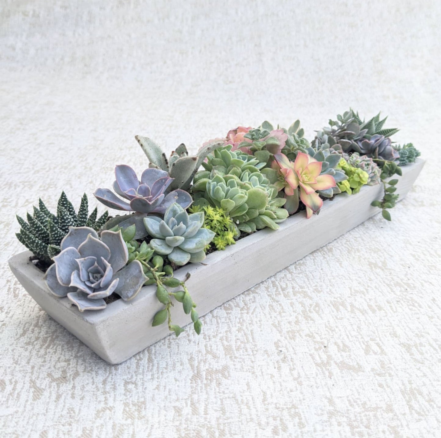 Extra Large Succulent Garden in Rectangular Cement Pot