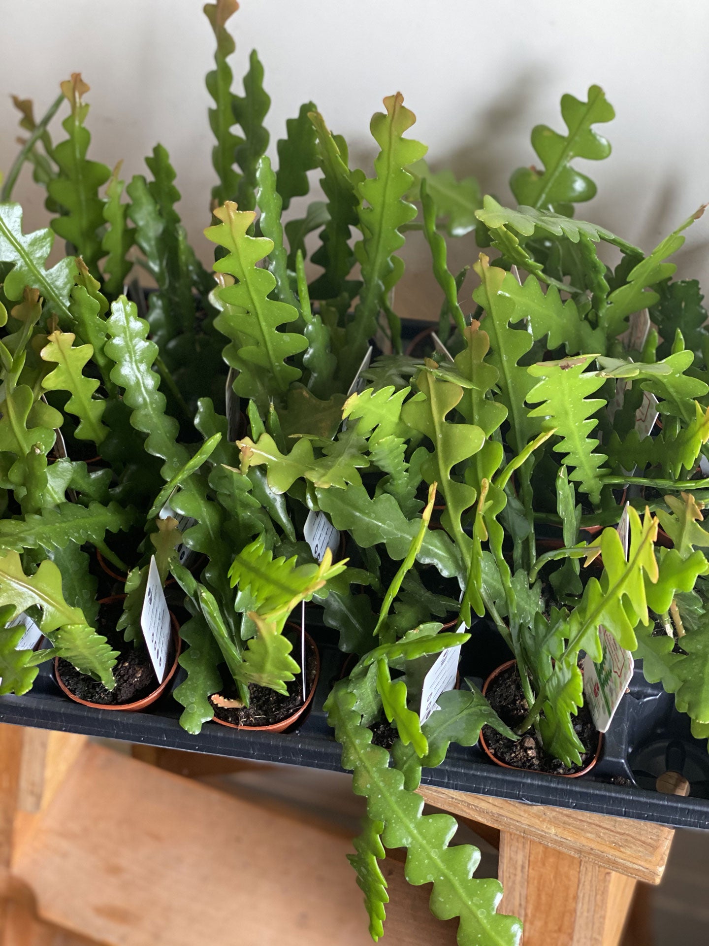 Fish Bone Cactus