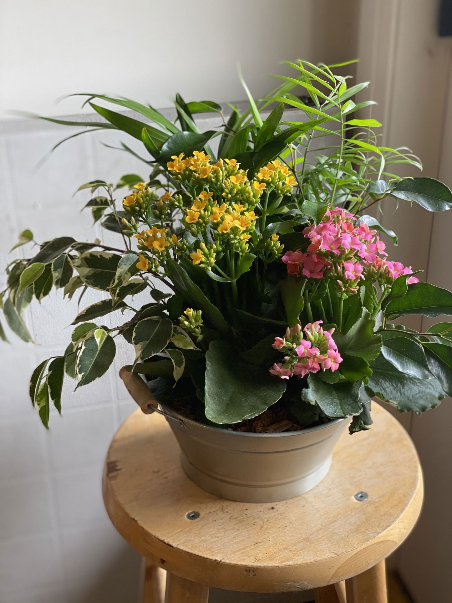 Tropical Container Garden