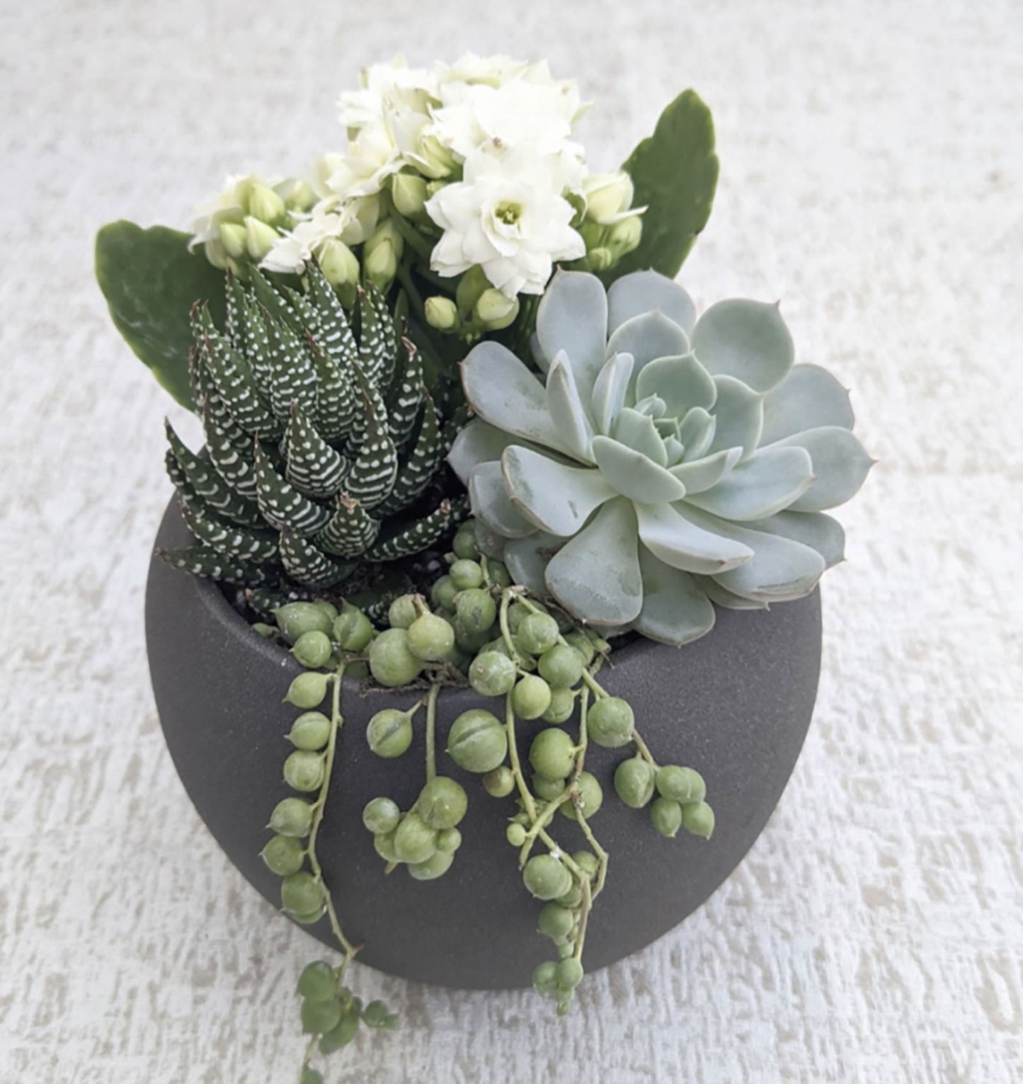 Succulent Garden in Round Pot