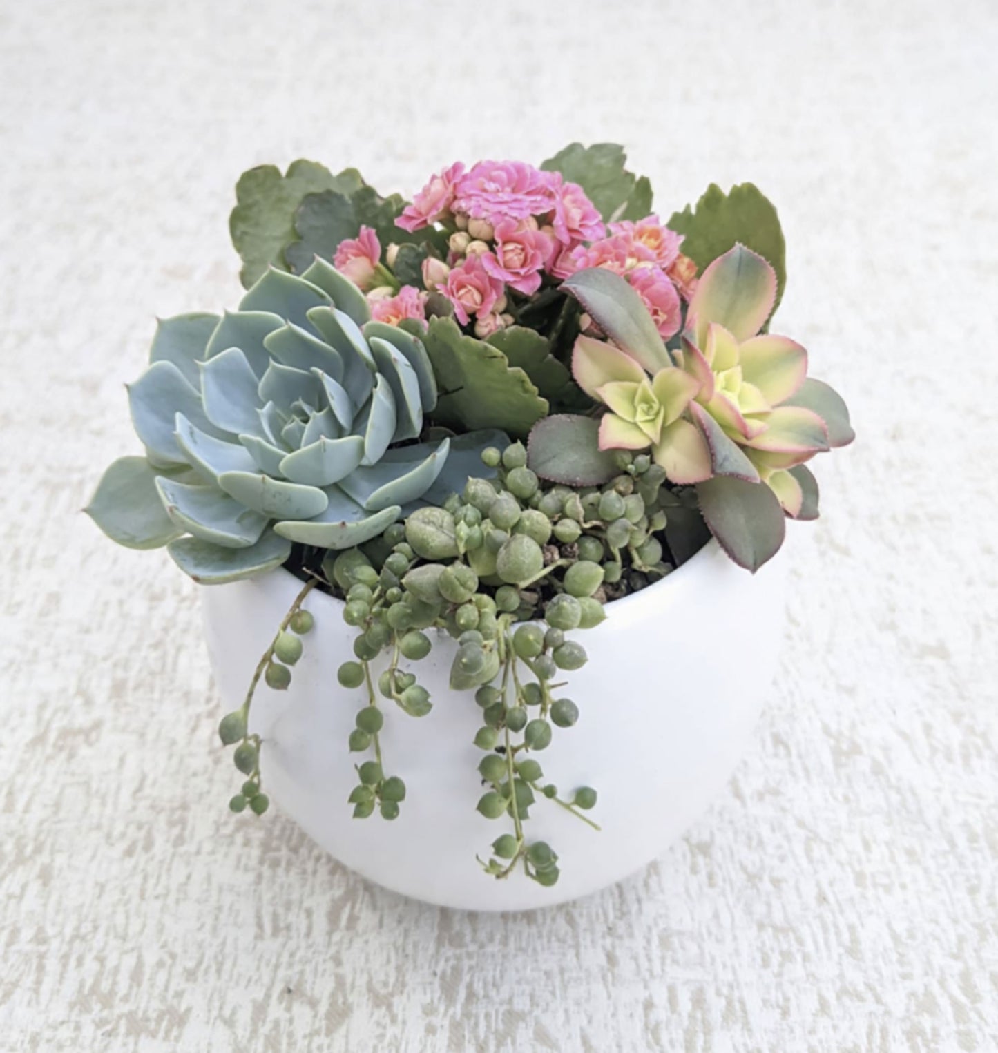 Succulent Garden in Round Pot