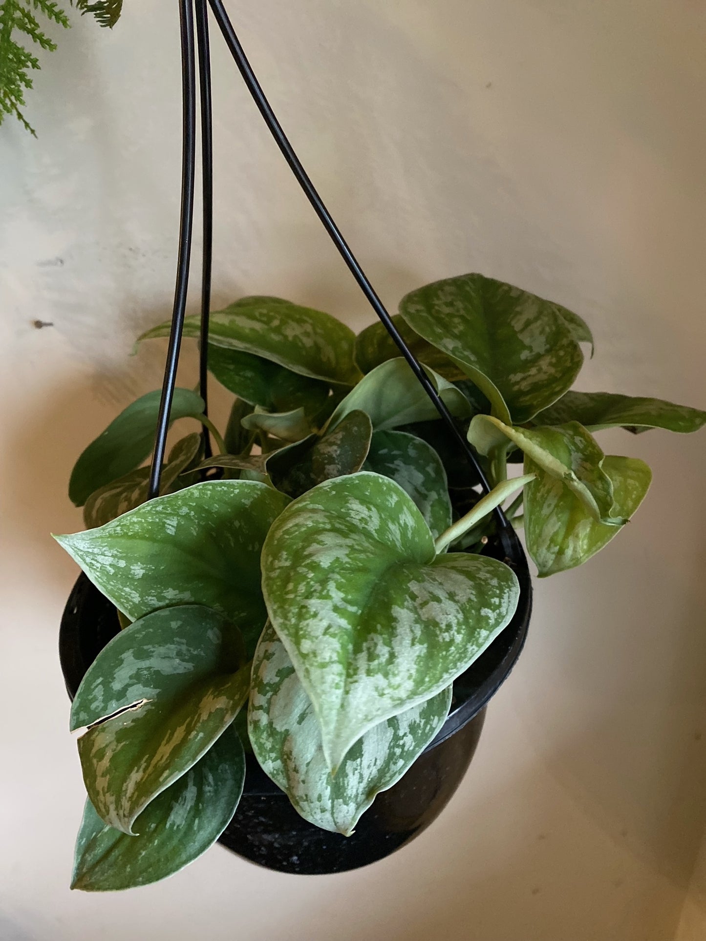 Silver Pothos