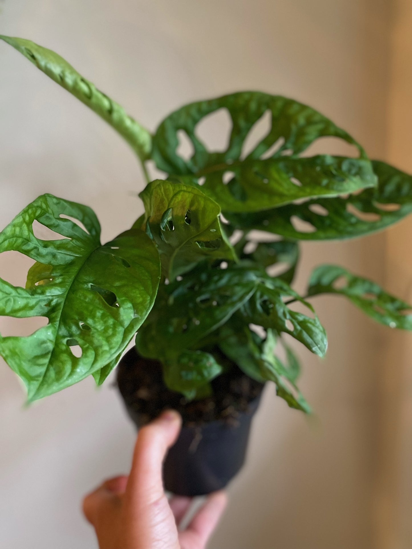 Swiss Cheese Philodendron