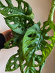 Swiss Cheese Philodendron
