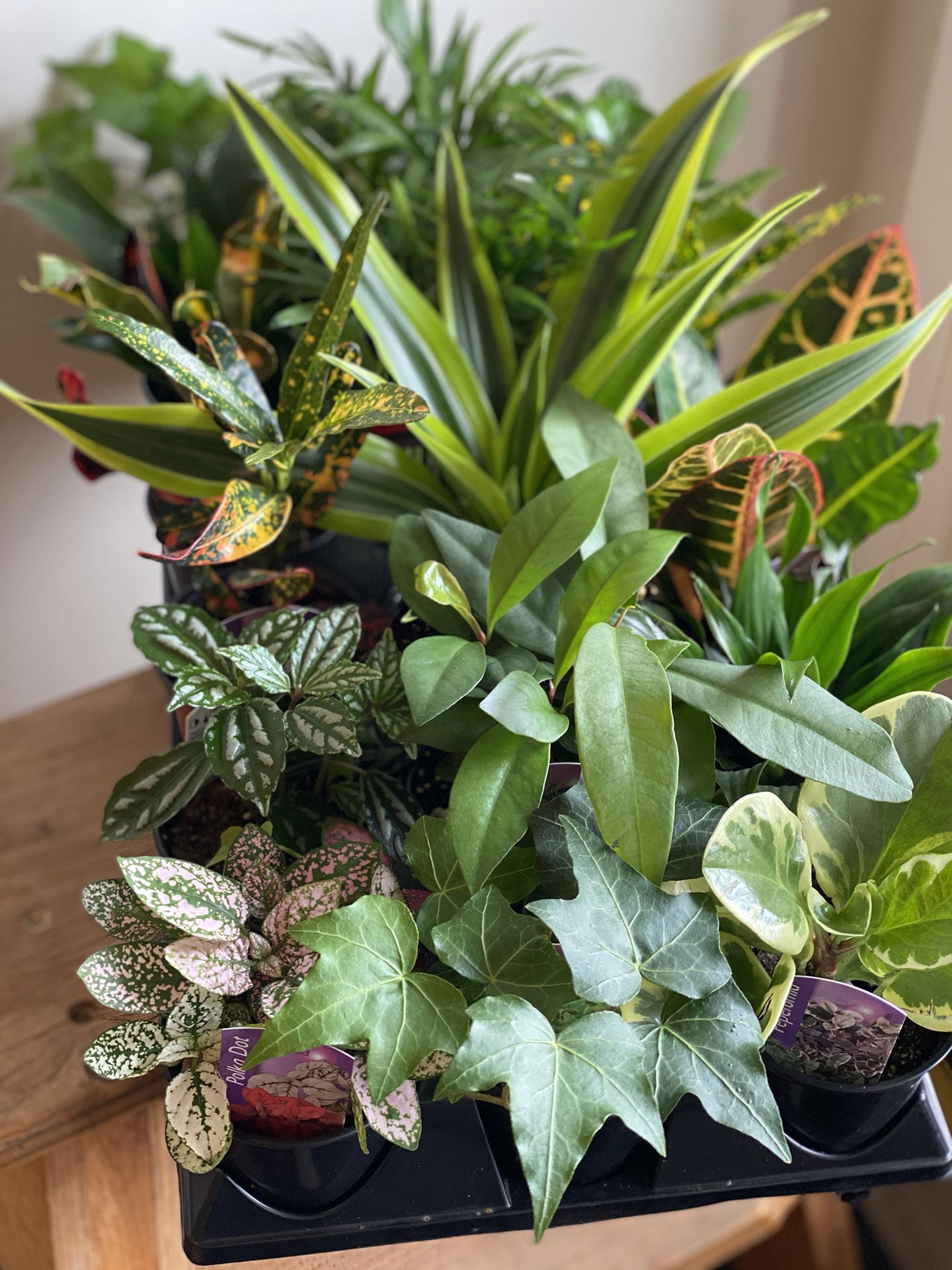 Assorted Tropical Plants