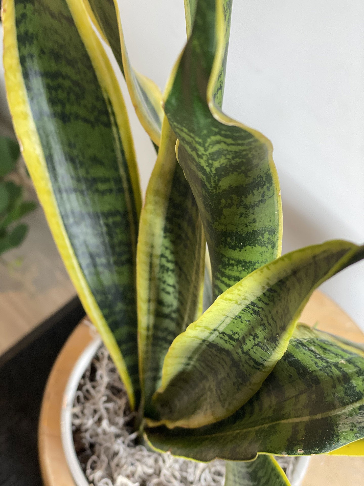 snake plant edmonton Snake Plant – Elora St. Flowers