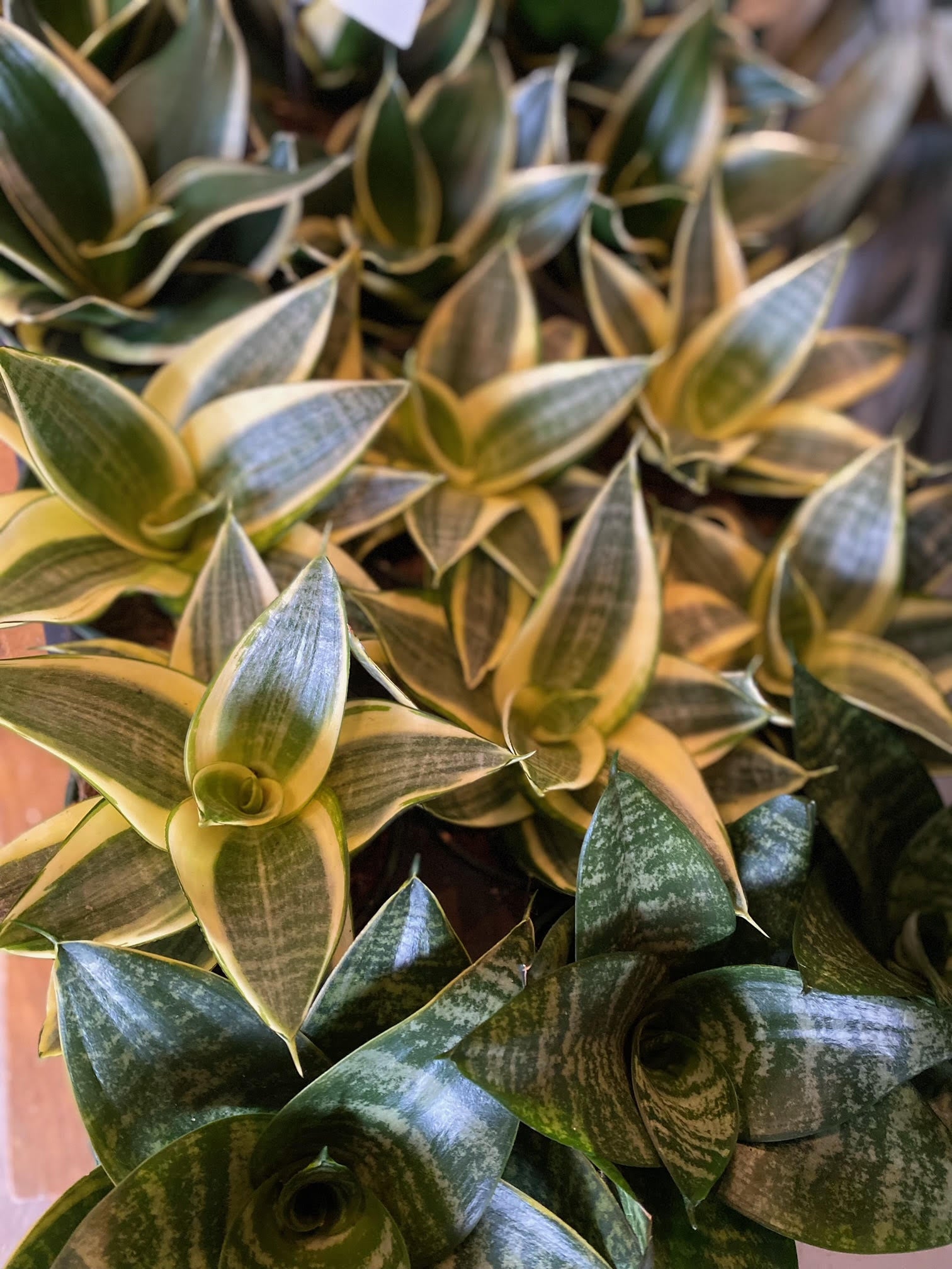 bird's nest snake plant flower Bird Nest Sanseveria – Elora St. Flowers