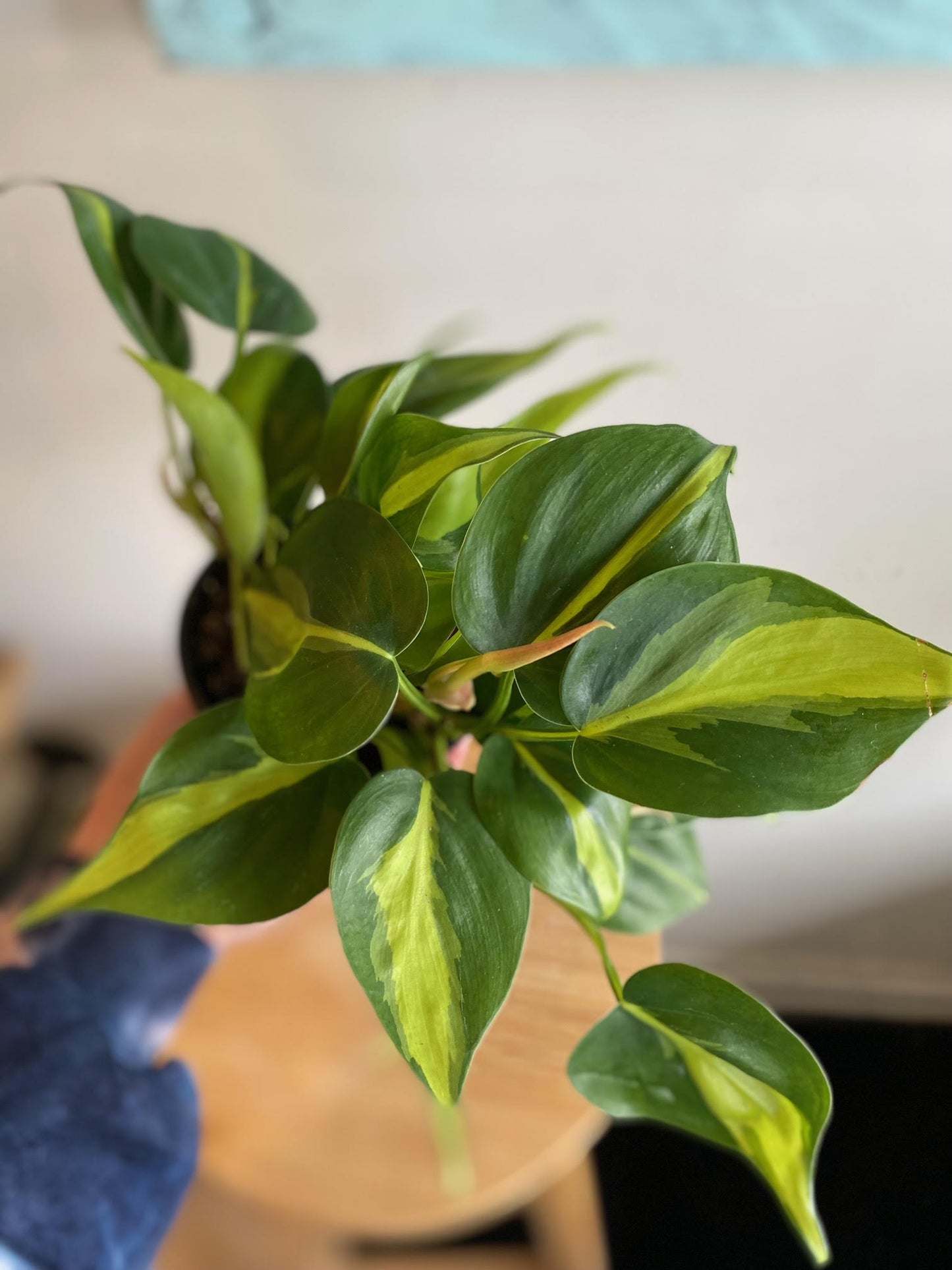 Philodendron Plant