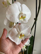 Waterfall Large Bloom Orchid
