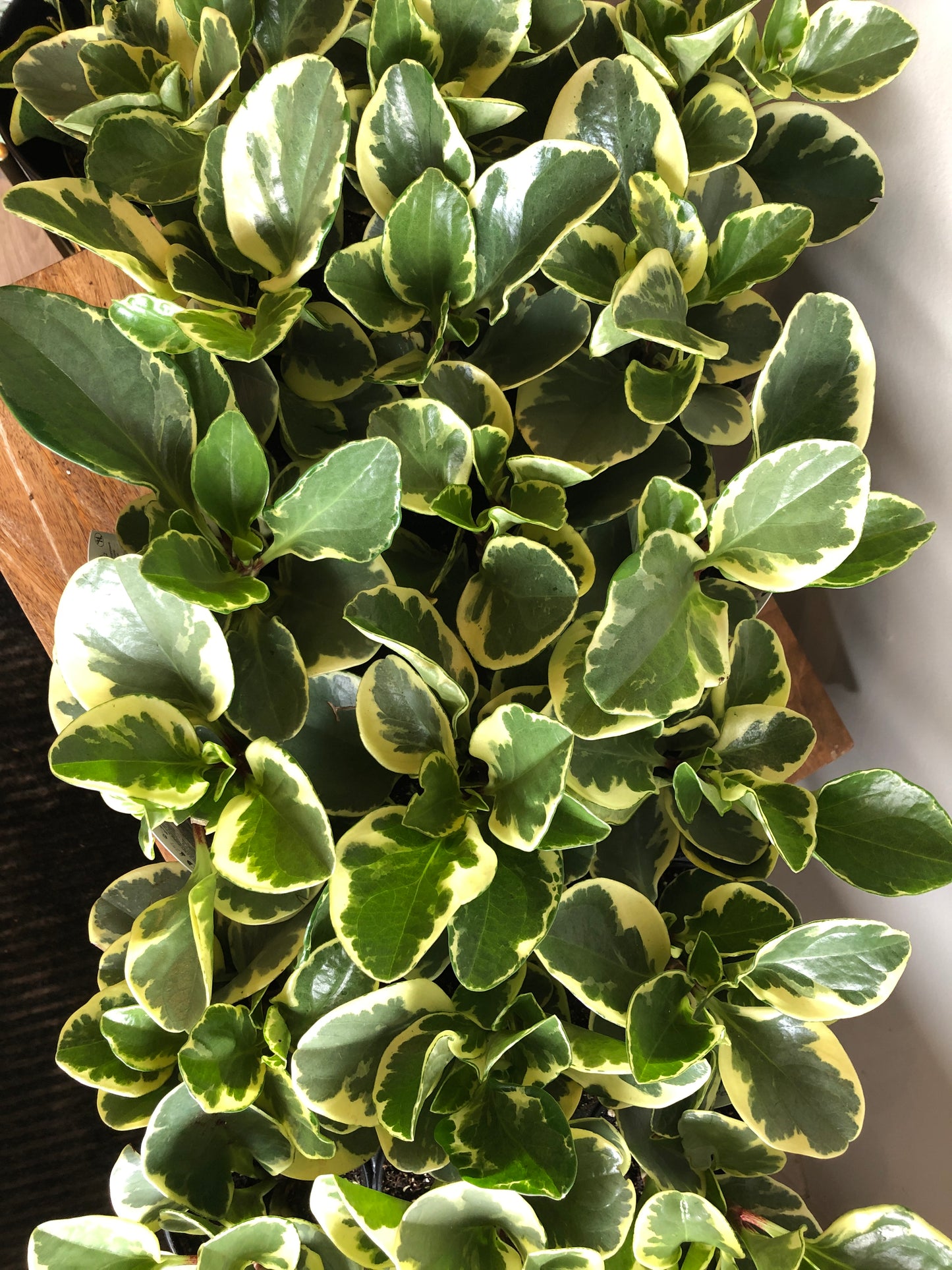 Peperomia