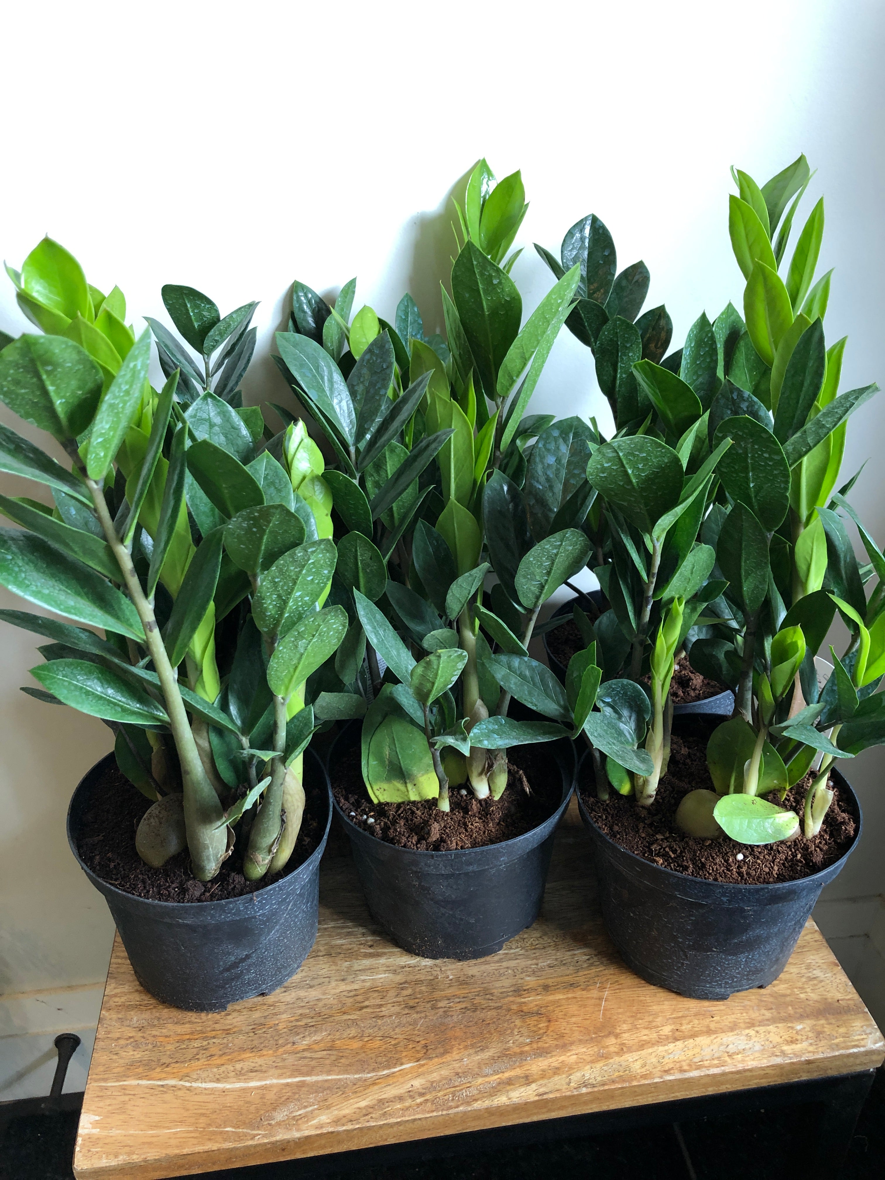 zz plant money plant ZZ Plant – Elora St. Flowers