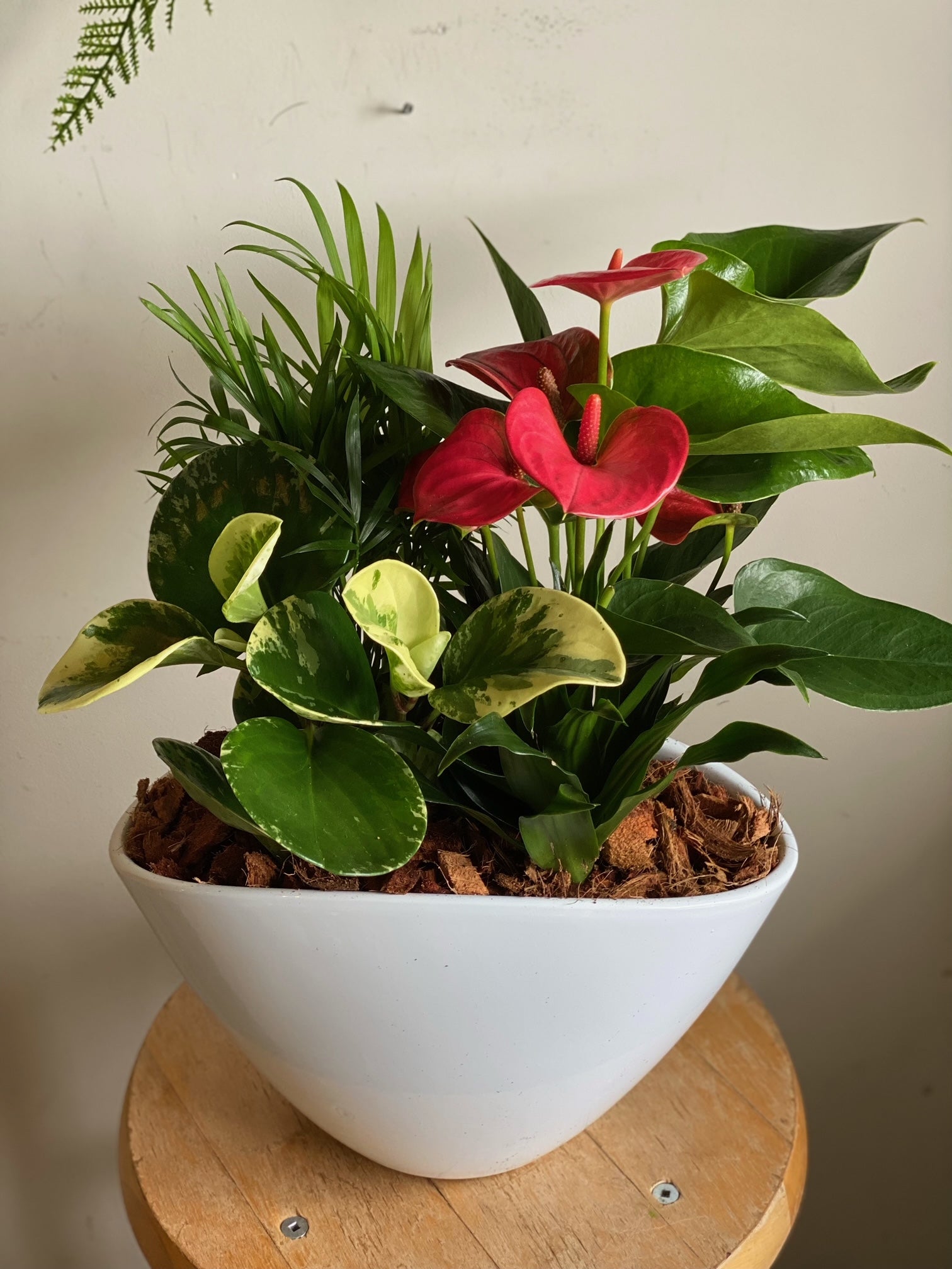 anthurium mixed plant container Medium Anthurium Mixed Planter – Elora St. Flowers