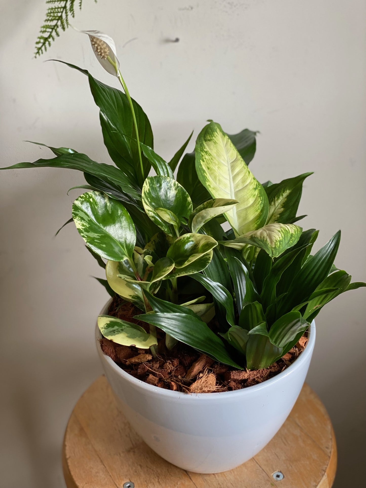 Medium Sympathy Planter
