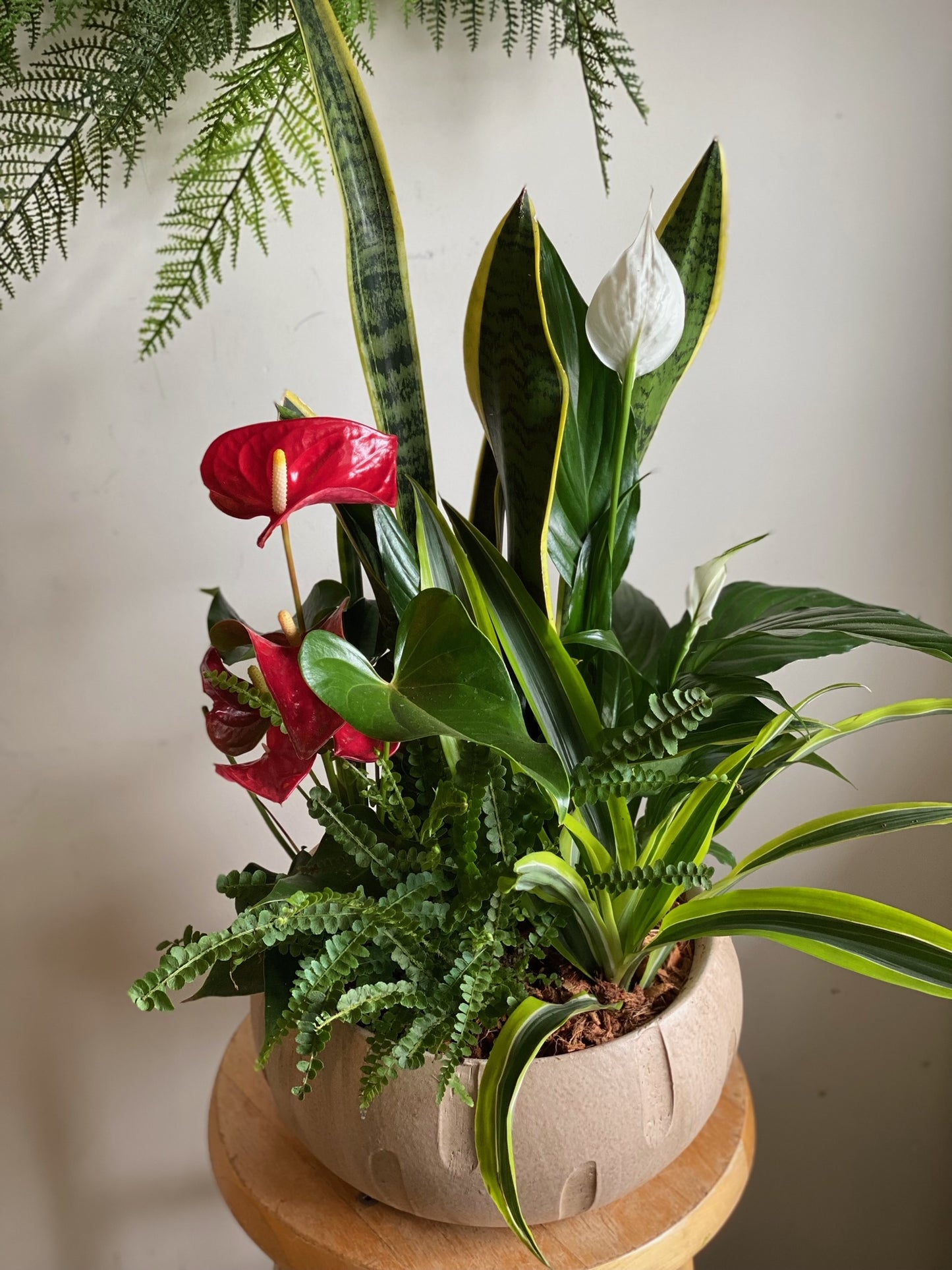 Large Anthurium Mixed Planter