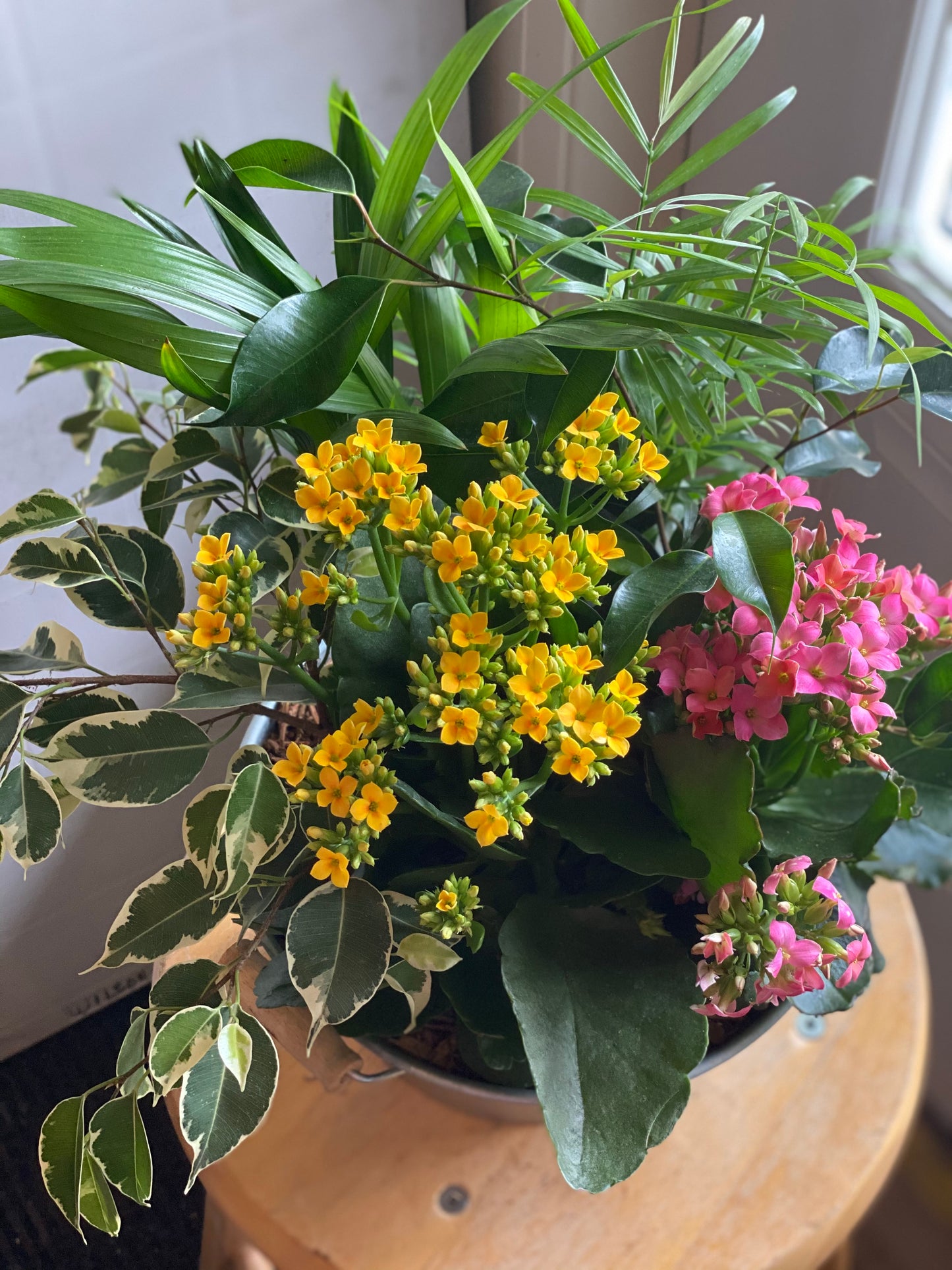 Medium Assorted tropical Planter